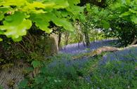 Bluebells Ashclyst