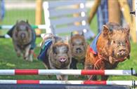 Pennywell Pig Racing