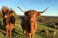 Pennywell highland cows