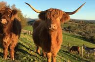Meet the friendly farm animals