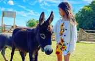 Donkeys at Pennywell.
