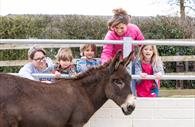 The Donkey Sanctuary