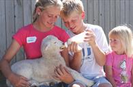 Feed the lambs at Pennywell.