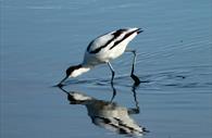 Avocet feeding