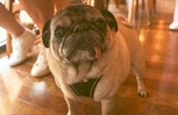 Brightside Exeter - Dog-Friendly