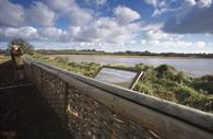 Bowling Green Marsh (c) RSPB-Images