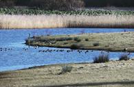 Bowling Green Marshes (c) RSPB