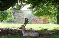 Buck at Powderham