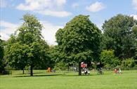 Trees in Bury Meadow