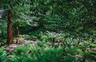 Canonteign Falls Fern Garden