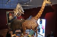 Animals at RAMM