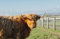 Highland cow