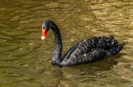 Dawlish Black Swan