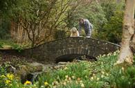 Daffodils fill the rock gully at RHS Rosemoor in Spring