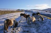 Dartmoor Ponies  (c) Dartmoor Partnership