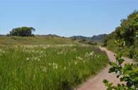 Dawlish Warren Nature Reserve pathway