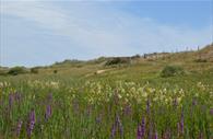 Dawlish Warren Nature Reserve fields