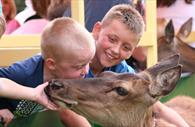 Deer Feeding