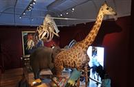 Image of Gerald the giraffe at RAMM