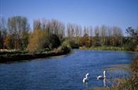 Exeter Canal - with Swans