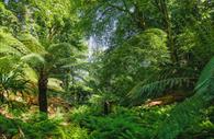 Canonteign Falls Fern Garden