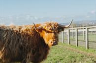 Highland cows at Greendale