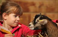 Child with a goat