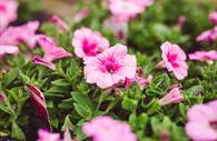 Potted plants at Bernaville