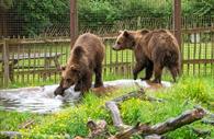 Bears playing at Wildwood Devon