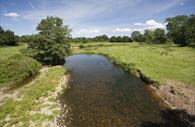 The River Otter, Ottery St Mary
