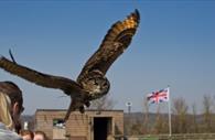 Owl in flight