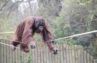 Orangutan