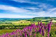 Peak Hill, Sidmouth Countryside