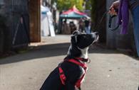 Bring your dog along to explore Powderham