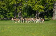 Explore the ancient deer park