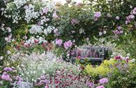 RHS Rosemoor is famous for its two dedicated rose gardens