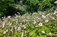 Flowers in bloom