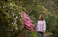 Rhododendrons in the Woodland Walk in Spring at RHS Rosemoor