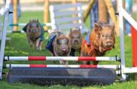 Pennywell pig racing