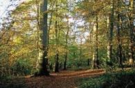 Stoke Woods, Exeter