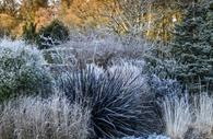 Textures feature heavily in the Foliage Garden at RHS Rosemoor