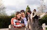 the donkey sanctuary