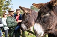 Family meets giant Poitou donkeys