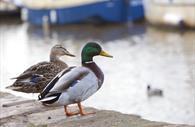 Ducks in Topsham