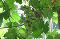 University of Exeter Garden: grapes