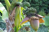 University of Exeter Garden: plants