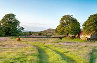 Ponies and bluebells at Dartmoor National Park