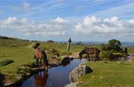 Dartmoor Ponies