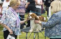 Dog Show (c) Devon County Show Credit: Geoff & Tordis Pagotto