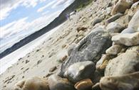 Jurassic Coast Fossil